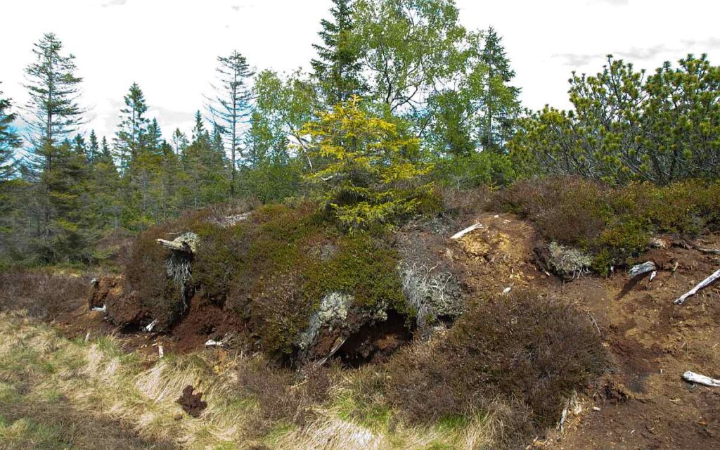 Božidarské vřesoviště - léto v Krušnohorském penzionu Javor